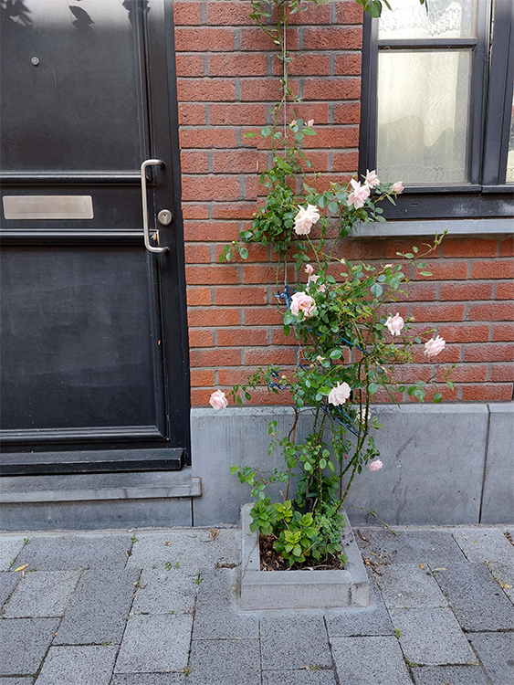 pied arbre